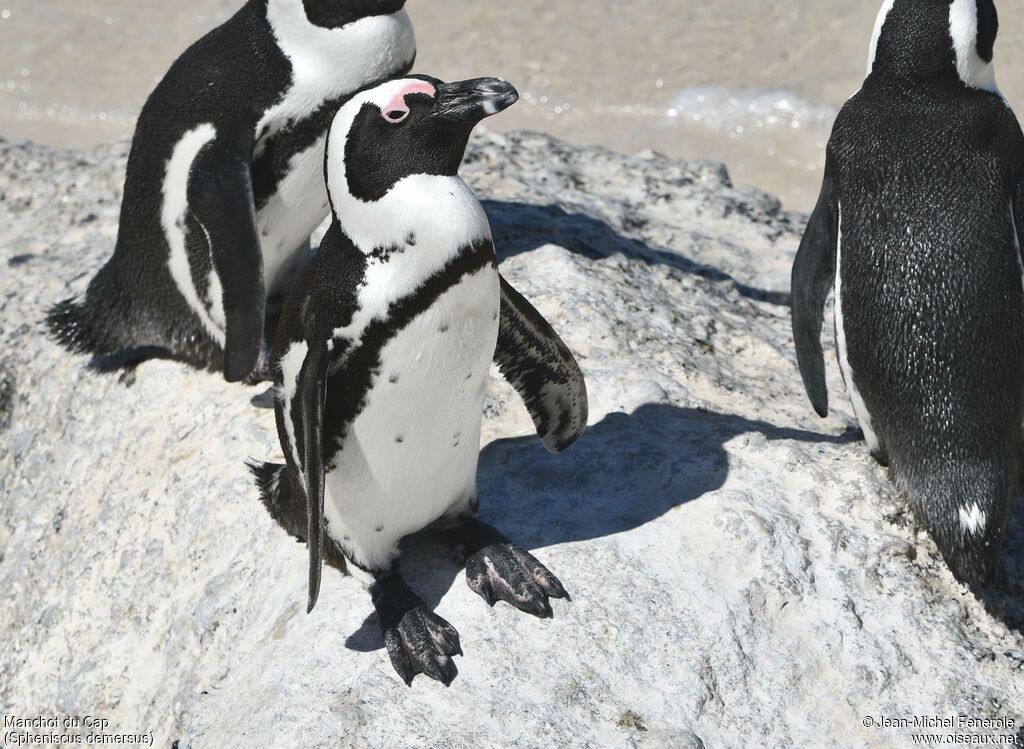 African Penguin