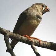 Australian Zebra Finch