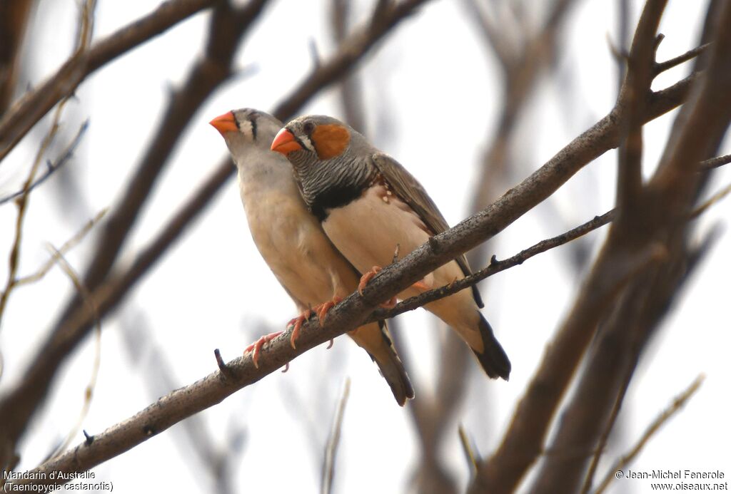 Mandarin d'Australie