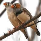 Mandarin d'Australie
