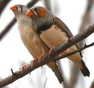 Australian Zebra Finch