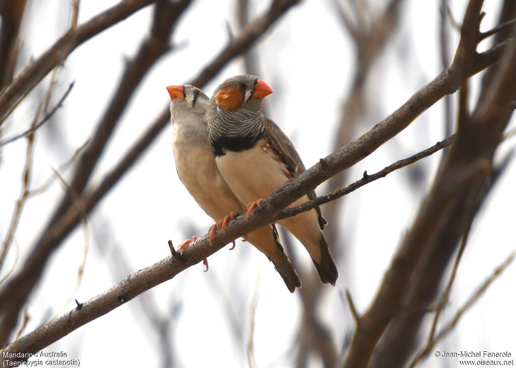 Australian Zebra Finch