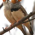 Mandarin d'Australie