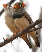 Australian Zebra Finch