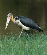 Lesser Adjutant