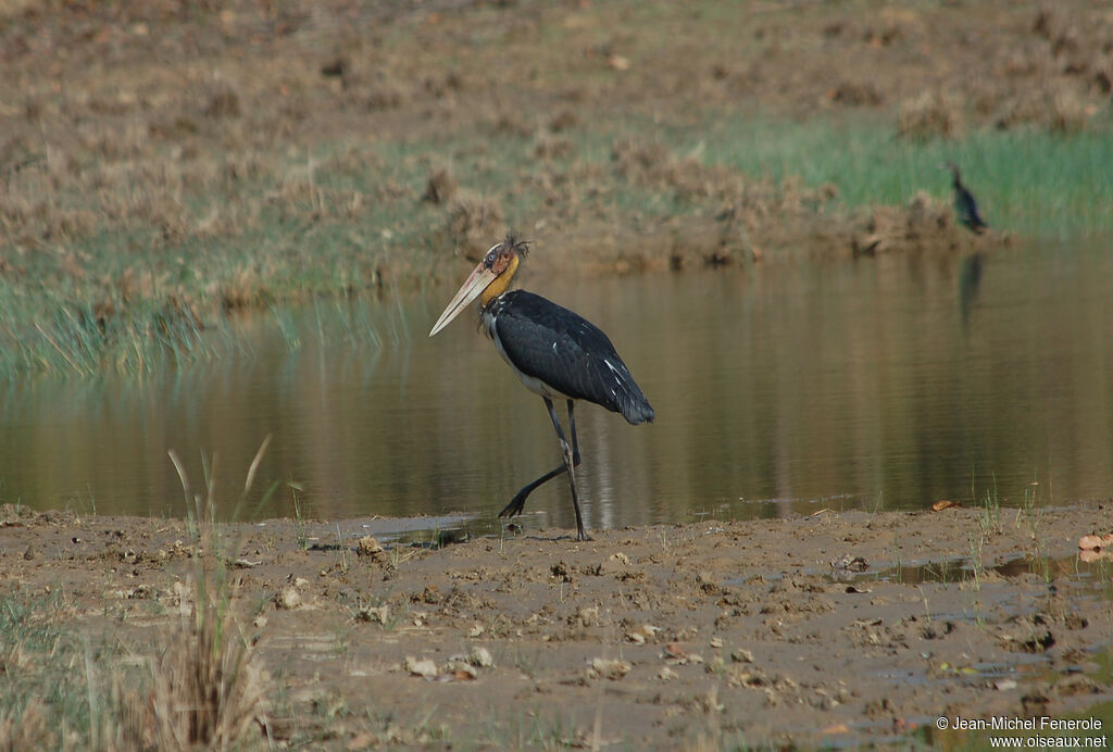 Lesser Adjutant