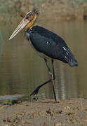 Lesser Adjutant