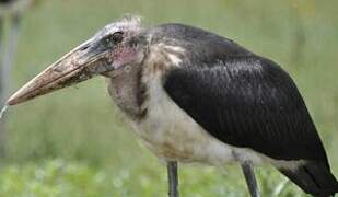 Marabou Stork