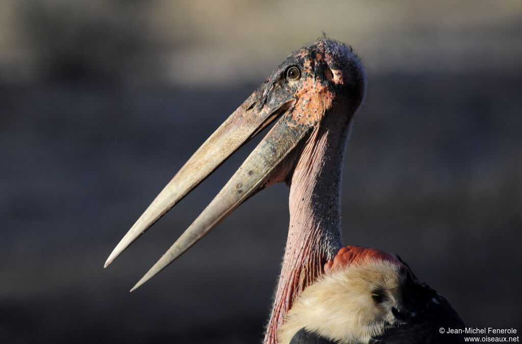 Marabou Stork