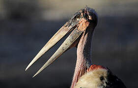 Marabou Stork