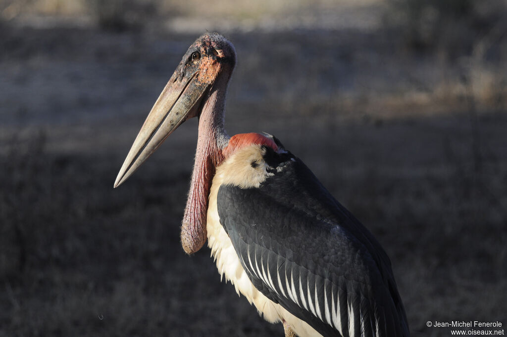 Marabou Stork