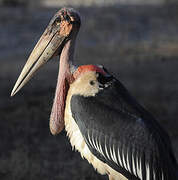 Marabou Stork