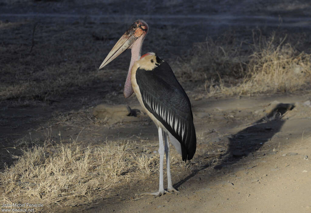 Marabou Storkadult, identification