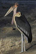 Marabou Stork