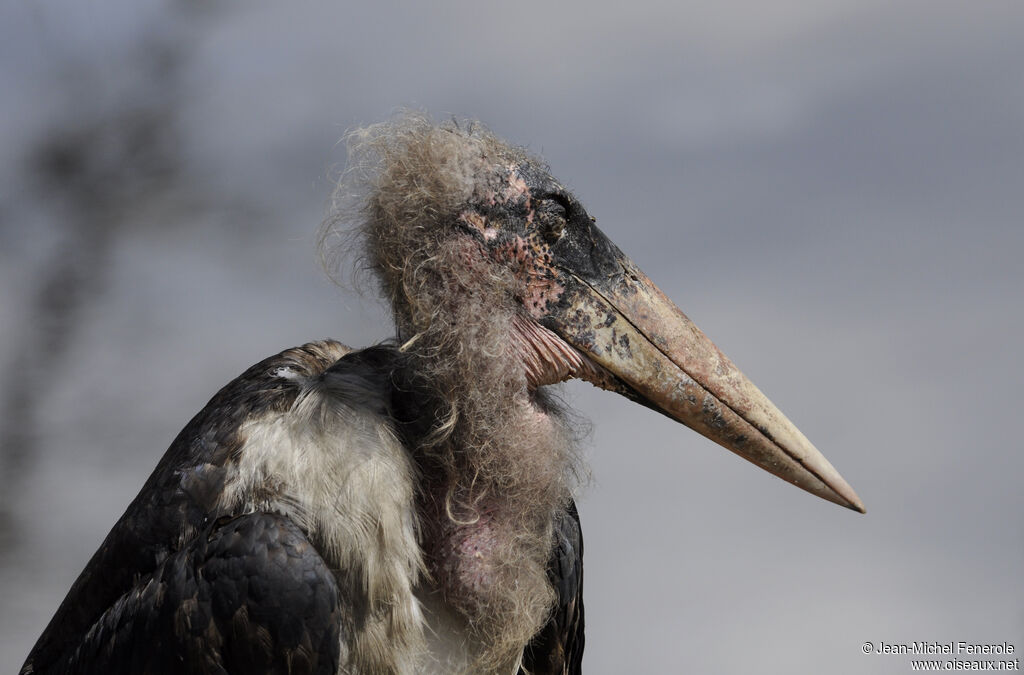 Marabou Stork