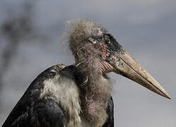 Marabou Stork