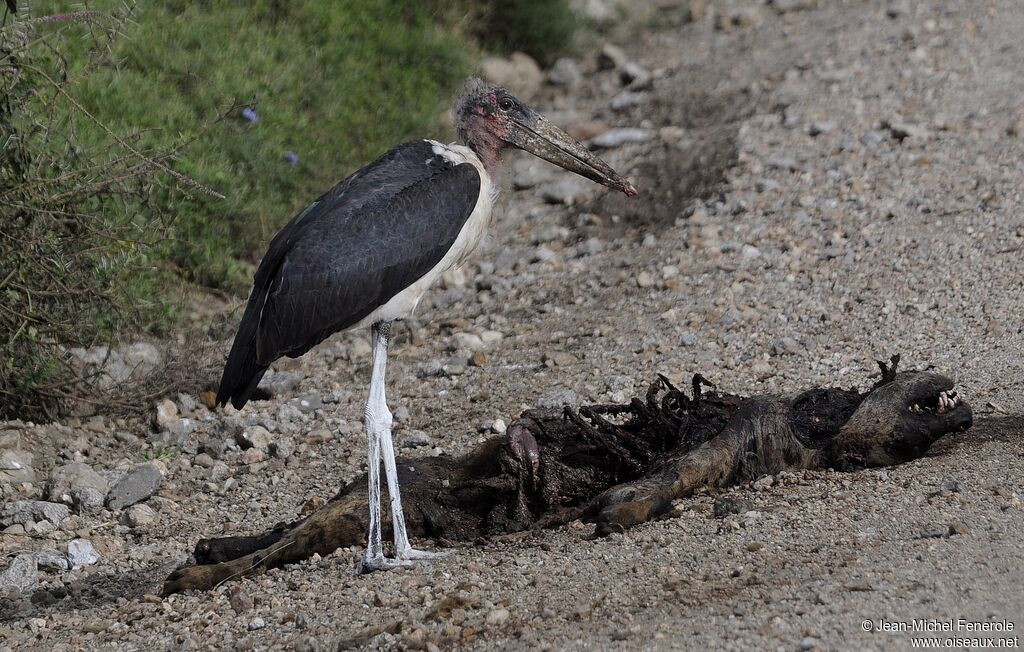 Marabou Stork