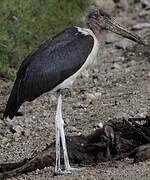 Marabou Stork