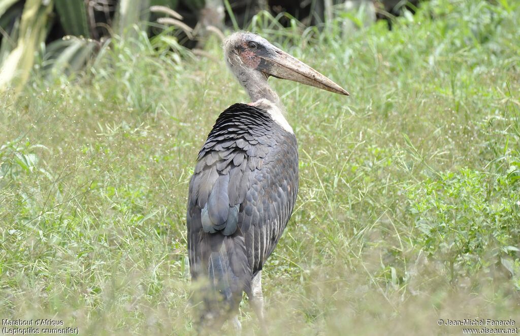 Marabou Stork