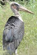 Marabou Stork