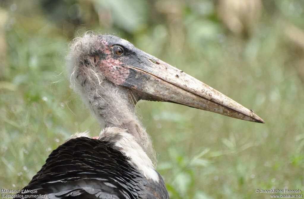 Marabou Stork