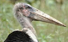 Marabou Stork