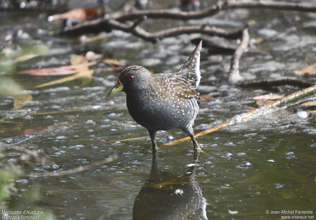 Australian Crake