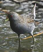 Australian Crake