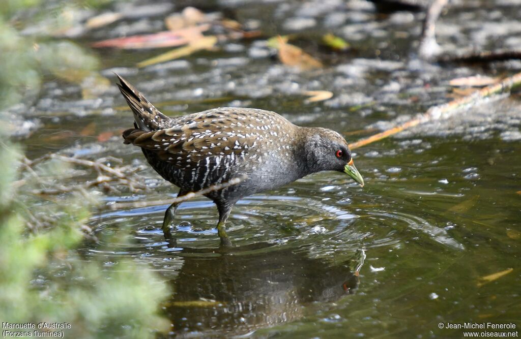 Australian Crake