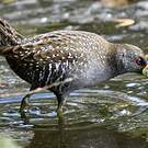 Marouette d'Australie