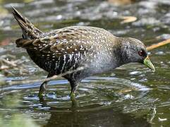 Australian Crake