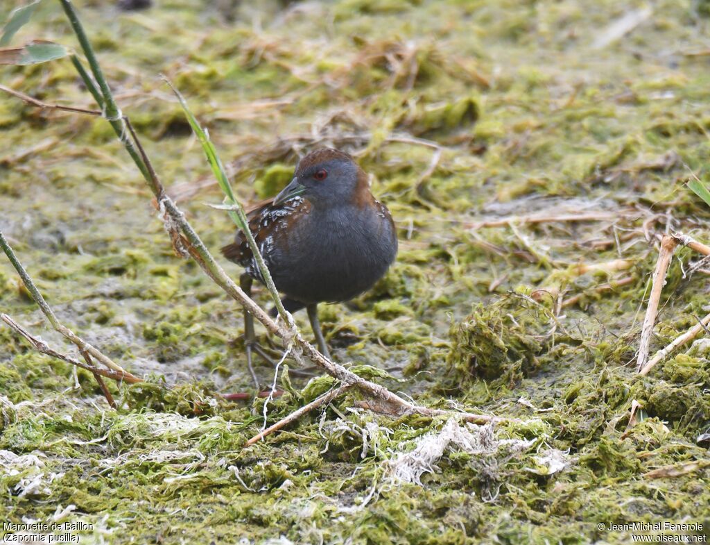 Baillon's Crake