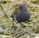 Marouette de Baillon