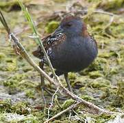 Baillon's Crake