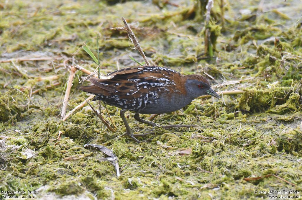 Baillon's Crake