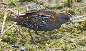 Baillon's Crake