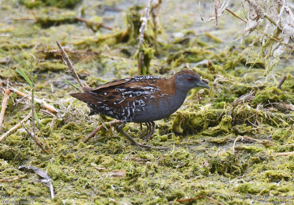 Baillon's Crake