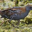 Marouette de Baillon