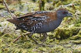 Baillon's Crake