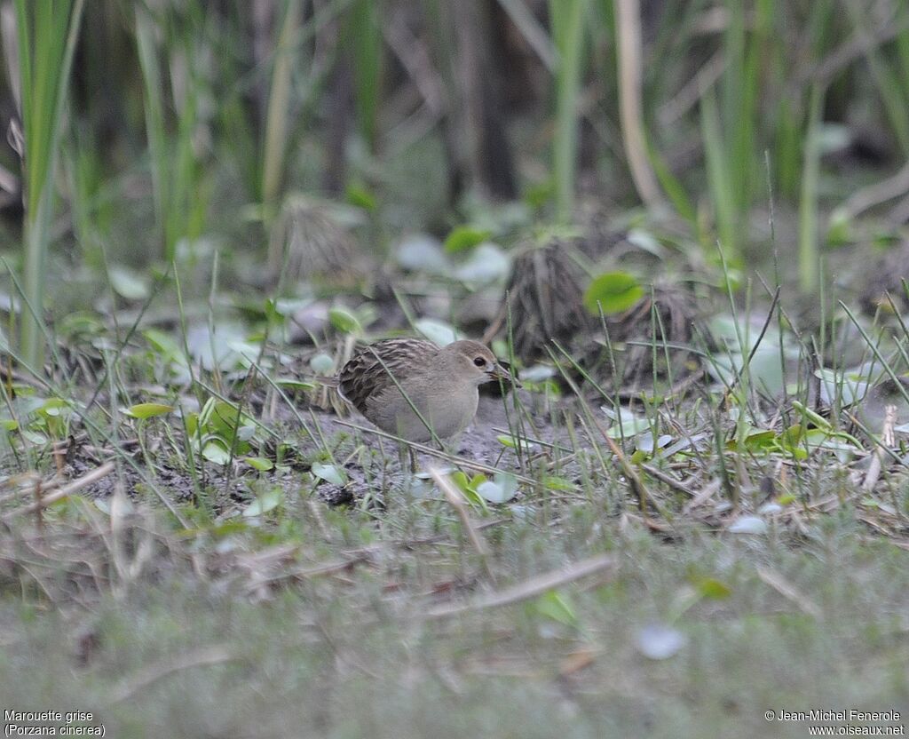 White-browed Crake