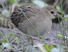 White-browed Crake