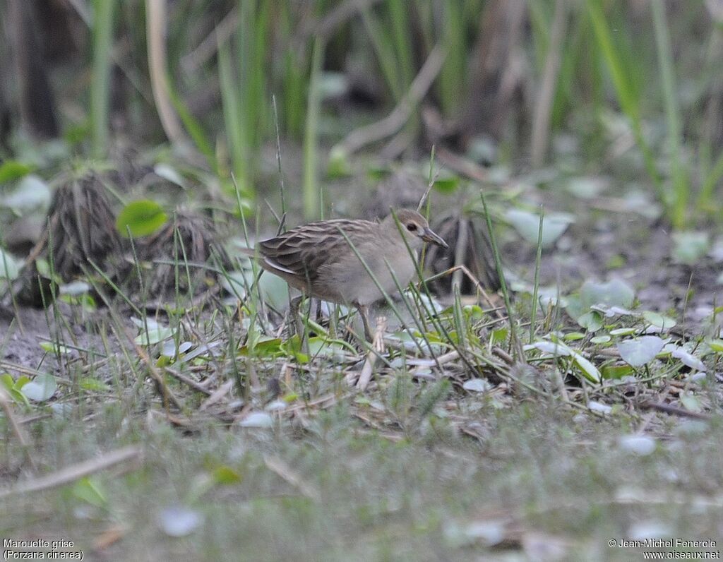 Marouette griseimmature