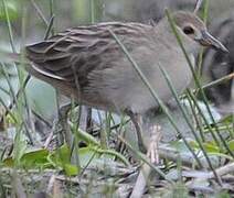 White-browed Crake