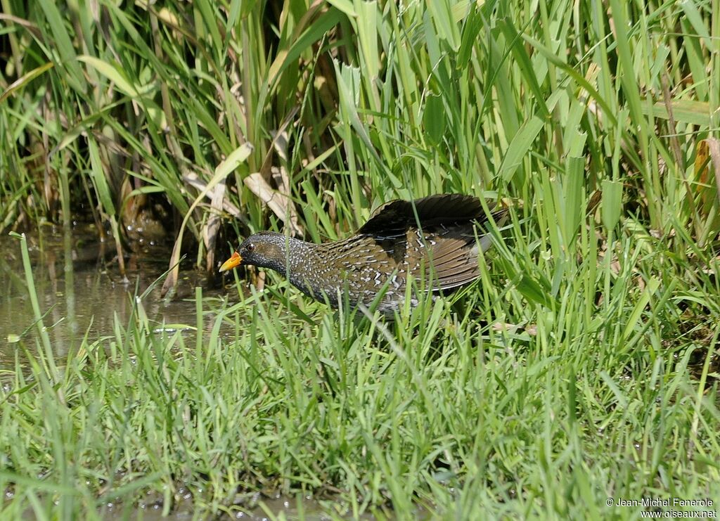 Spotted Crake