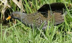 Spotted Crake