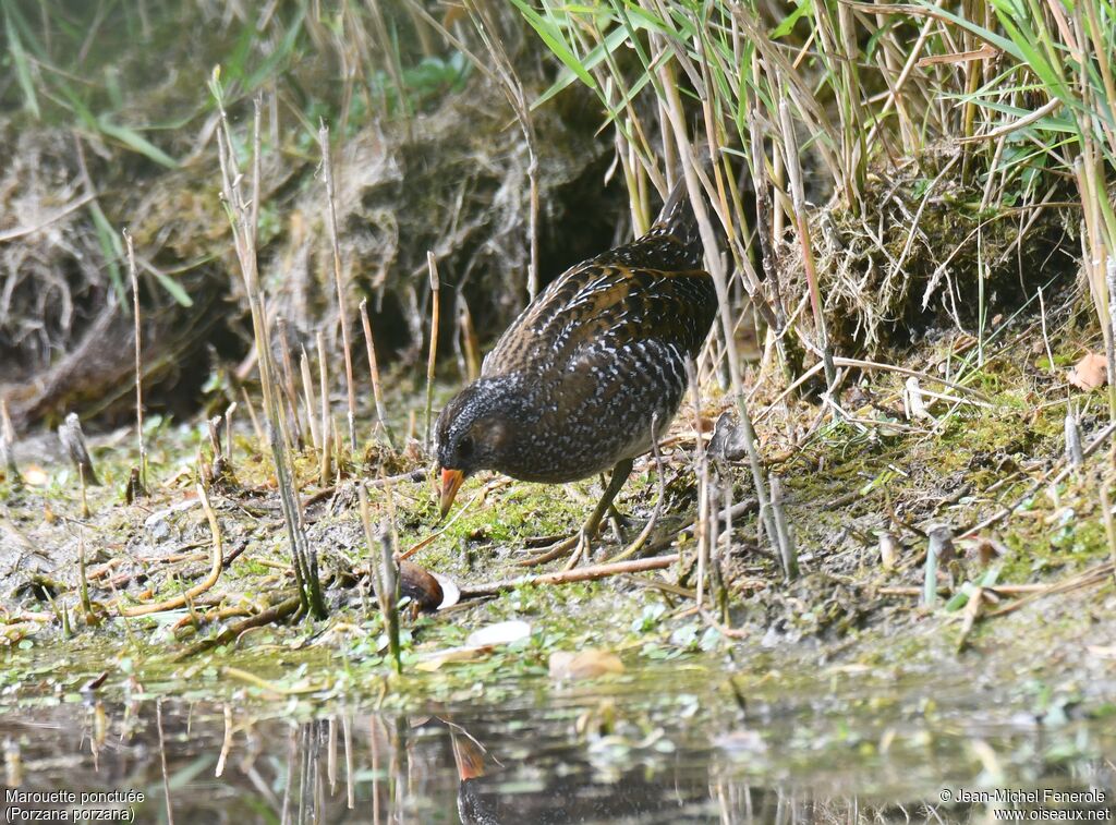 Spotted Crake