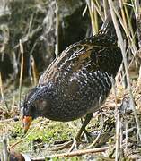 Spotted Crake