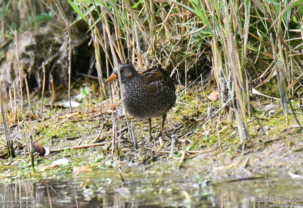 Spotted Crake