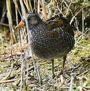 Spotted Crake