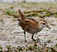 Little Crake